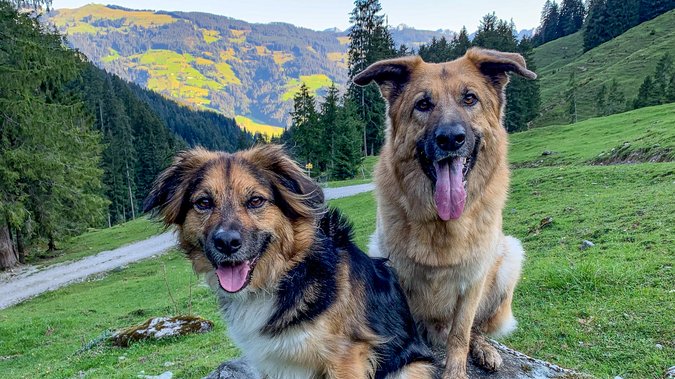 Zwei Hunde sitzen glücklich auf einem Stein und machen eine Pause vom Wandern Zwei Hunde sitzen glücklich auf einem Stein und machen eine Pause vom Wandern