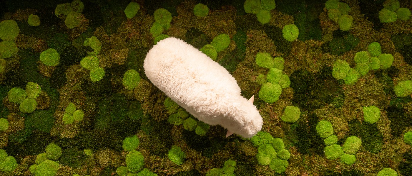 das weiße Schaf Joseph hängt schief an der Decke vor einer Mooswandverkleidunng das weiße Schaf Joseph hängt schief an der Decke vor einer Mooswandverkleidunng