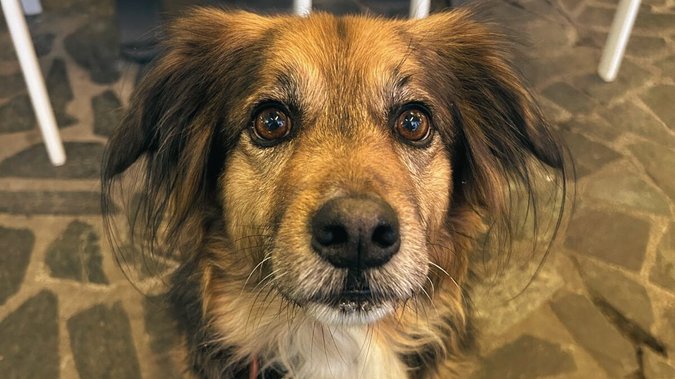Hund schaut mit süßem Hundeblick hoch Hund schaut mit süßem Hundeblick hoch