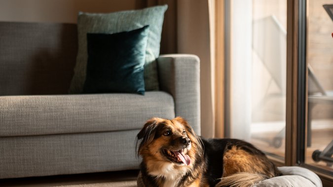 Hund liegt gemütlich im Körben in der Suite Hund liegt gemütlich im Körben in der Suite