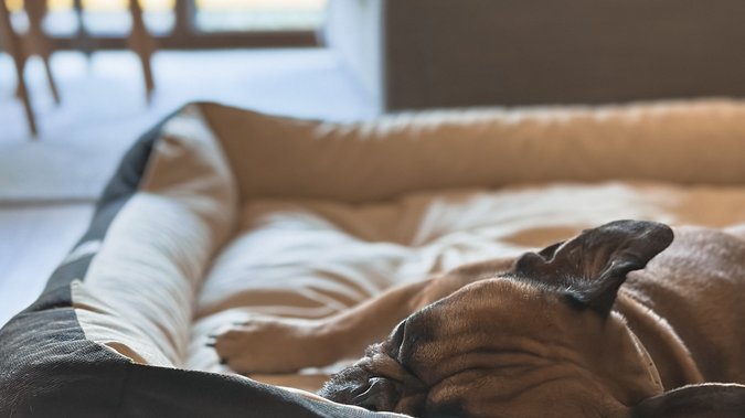 Hund schläft gemütlich im Körbchen Hund schläft gemütlich im Körbchen