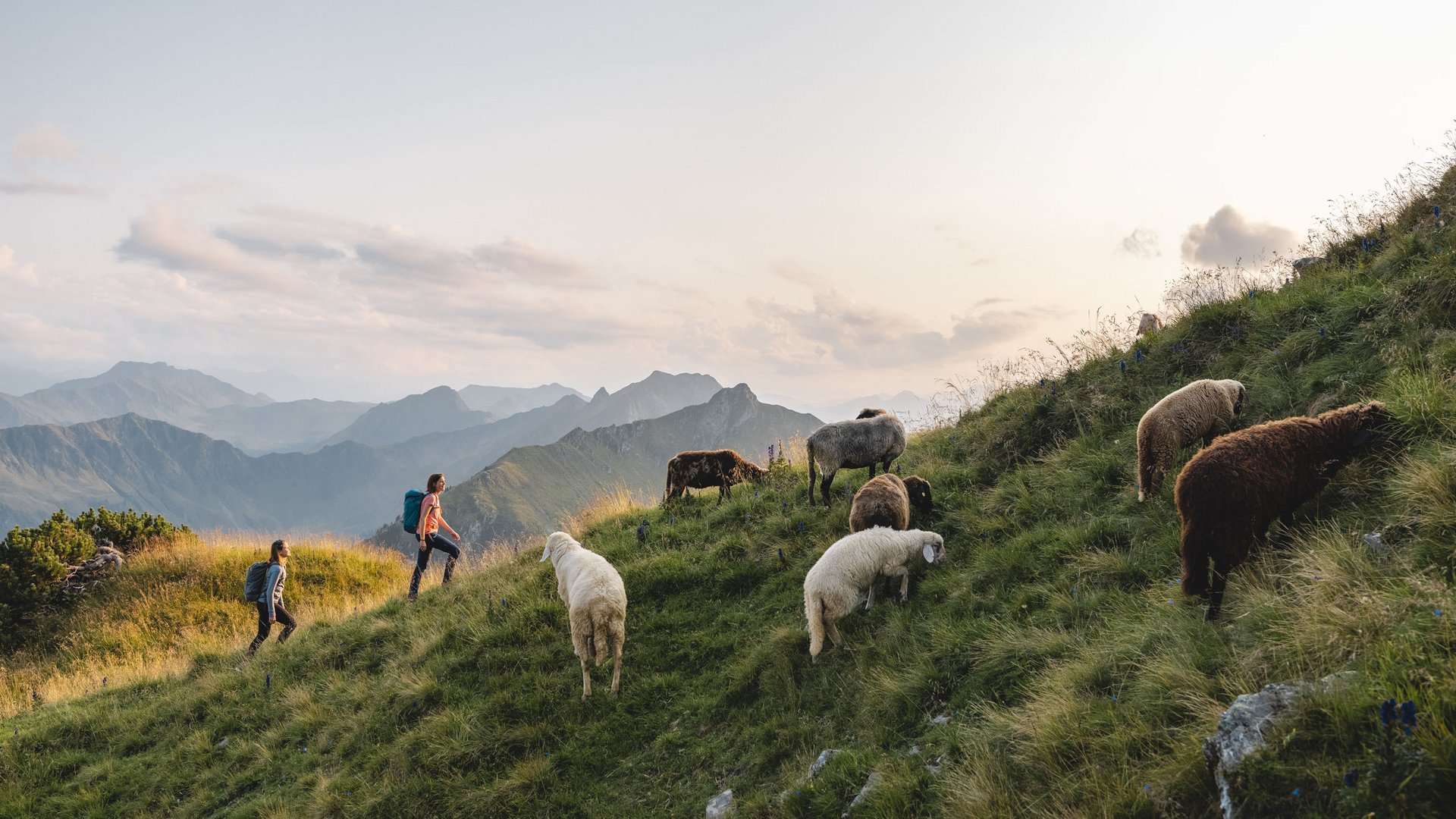 Paar wandet bei Schafen vorbei in den Kitzbüheler Alpen Paar wandet bei Schafen vorbei in den Kitzbüheler Alpen
