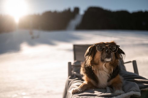 Hotel in Fieberbrunn: ADEA Lifestyle Suites Hund mit Sonnenbrille liegt entspannt draußen im Schnee bei Sonnenuntergang