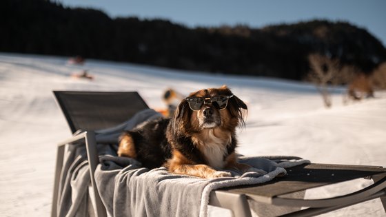 Hotel in Fieberbrunn: ADEA Lifestyle Suites Hund liegt auf Liegestuhl mit Sonnenbrille auf schneebedecktem Berg