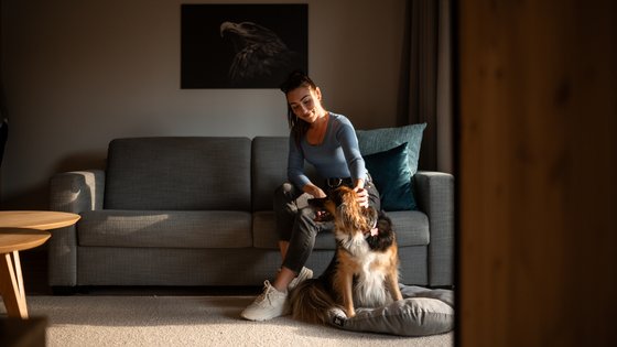 Frauchen streichelt ihren Hund während sie auf der bequemen Couch im modernen Wohnzimmer sitzt Frauchen streichelt ihren Hund während sie auf der bequemen Couch im modernen Wohnzimmer sitzt